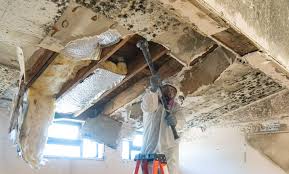 Mold Odor Removal Services in Moody, TX